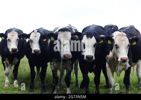 Ligne de vaches noires et blanches dans la campagne du Shropshire Banque D'Images