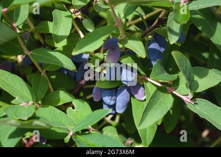 Baies de chèvrefeuille bleues poussant sur une brousse dans le jardin d'été Banque D'Images