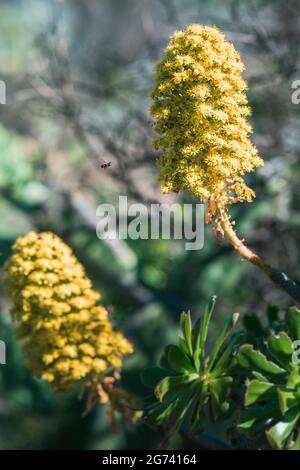 Photo verticale d'une abeille volant près de fleurs de Mimosa Banque D'Images