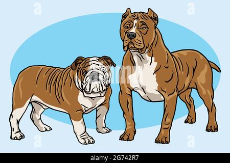 Collection Dogs Vector Cartoon Drawing Set. Bulldog et Pitbull Illustration Illustration de Vecteur
