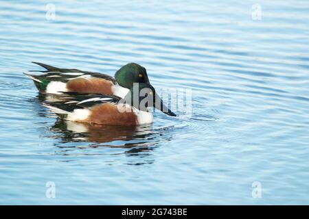 Paire de canards mâles de la pelle butte nageant dans de l'eau bleue propre Banque D'Images