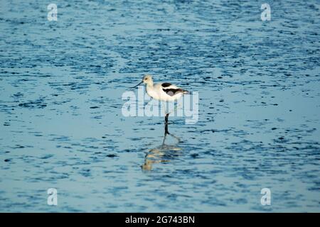 Avocet américain (Recurvirostra americana) en plumage d'hiver monochrome en eau peu profonde au marais. Banque D'Images