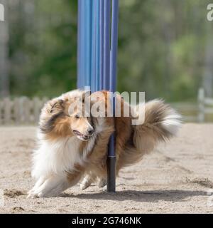 Un collie rugueux faisant slalom sur le parcours d'agilité de chien Banque D'Images