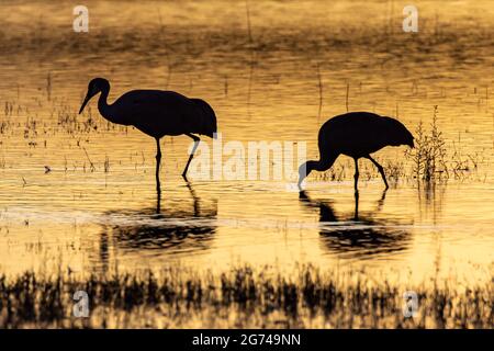 Grues de sable à Bosque del Apache, Nouveau-Mexique Banque D'Images