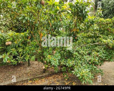 Un jeune sapodilla ou sapota ou chikoo arbre portant des fruits dans une ferme Banque D'Images
