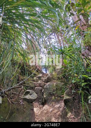 Sentier de randonnée dans une forêt montagneuse, escaliers en pierre entre les rochers et arbres tropicaux denses menant à un chemin à travers le sommet de la montagne. Gunung Panti, Banque D'Images