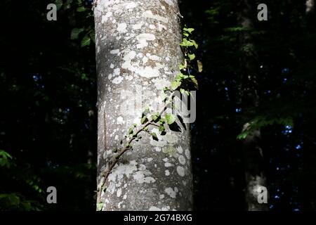 Une vigne lierre solitaire européenne (Hedera Helix) serpente à travers un hêtre très éclairé. Banque D'Images