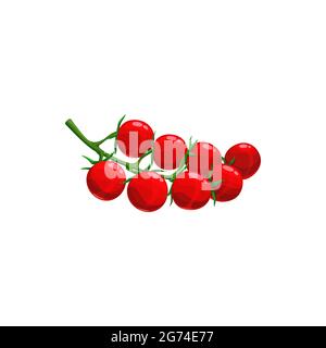 Branche de tomates cerises isolées de légumes frais sur la tige. Nourriture végétarienne réaliste Vector, petit paquet de tomates rondes mûres. Baies de tomates au leva Illustration de Vecteur