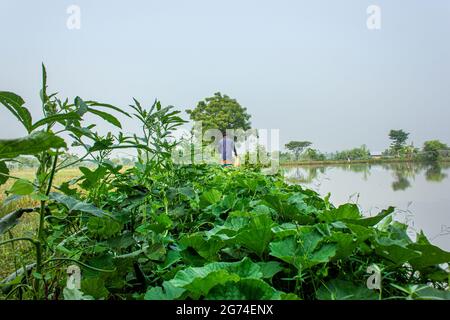 Étang et légume fiend.Khulna,Bangladesh.novembre 11,2016. Banque D'Images