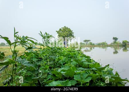 Étang et légume fiend.Khulna,Bangladesh.novembre 11,2016. Banque D'Images