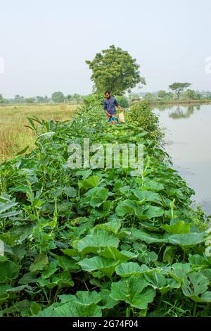 Étang et légume fiend.Khulna,Bangladesh.novembre 11,2016. Banque D'Images