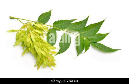 Ailanthus altissima, communément appelé arbre du ciel, ailanthus, vernis, ou en chinois comme chouchun. Isolé Banque D'Images