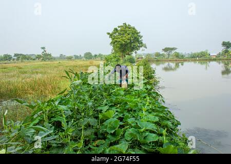 Étang et légume fiend.Khulna,Bangladesh.novembre 11,2016. Banque D'Images