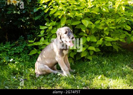 Chien de chasse irlandais de trois mois dans le jardin.le chiot de race le chien de chasse irlandais repose sur une herbe verte dans la cour. Banque D'Images