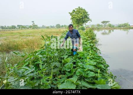 Étang et légume fiend.Khulna,Bangladesh.novembre 11,2016. Banque D'Images