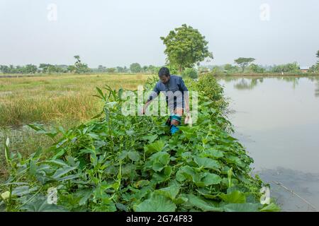 Étang et légume fiend.Khulna,Bangladesh.novembre 11,2016. Banque D'Images