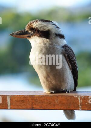 Kookaburra Australian Bird, gros plan d'un Kingfisher d'arbre perché sur une balustrade de balcon en bois, l'air sérieux ne riant pas Banque D'Images