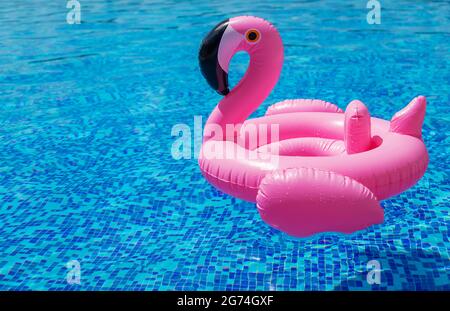 Cercle de flamants roses dans la piscine. Mise au point sélective. Eau. Banque D'Images