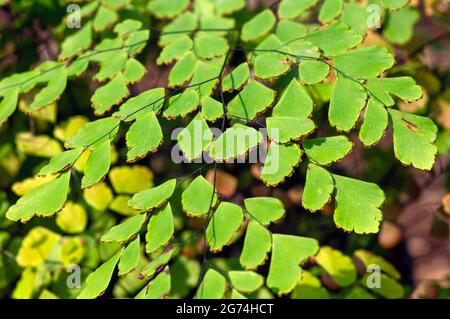 Jeune Adiantum, les feuilles vertes de la poupe de maidenhair sur un foyer peu profond Banque D'Images