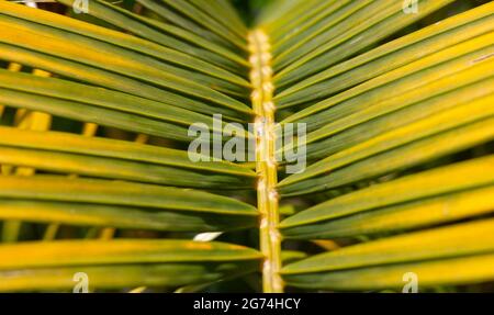 Gros plan doux focalisé vert-jaune feuilles de palmier, fond naturel Banque D'Images