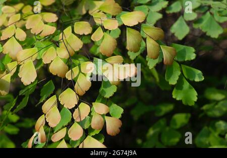 Jeune Adiantum, les feuilles vertes de la poupe de maidenhair sur un foyer peu profond Banque D'Images