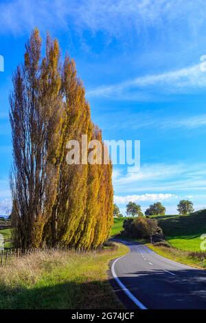 Route de campagne passant devant un peuplement de peupliers avec feuillage d'automne. Région de Waikato, Nouvelle-Zélande Banque D'Images