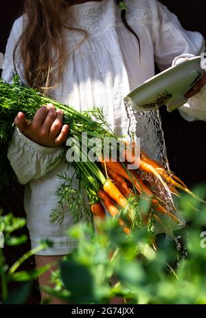 Récolte de légumes dans les mains d'une petite fille Banque D'Images