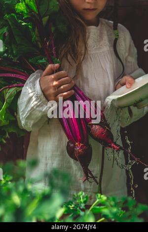 Récolte de légumes dans les mains d'une petite fille Banque D'Images