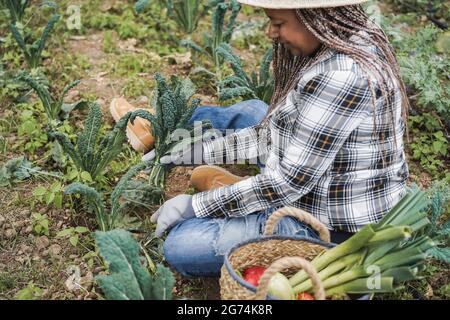 Agriculteur femme senior travaillant à la serre tout en ramassant des légumes - se concentrer sur la main de dessus Banque D'Images