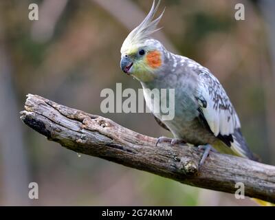 Gros plan du Budgerigar mâle de Cockatel également connu sous le nom de Quarrion et de Weiro (Nymphicus hollandicus) perché sur la branche Banque D'Images