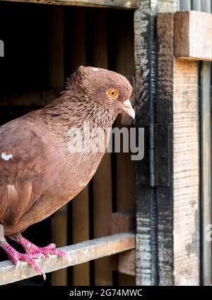 Un pigeon rouge debout sur la porte d'un loft Banque D'Images