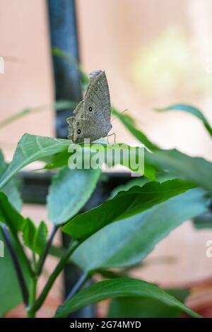 Papillon de couleur grise avec des taches noires sur l'aile, assis sur une feuille verte dans le foyer sélectif du jardin Banque D'Images