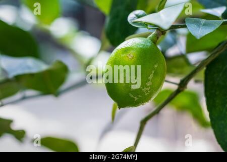 Citron vert croissant sur l'arbre dans le jardin Banque D'Images