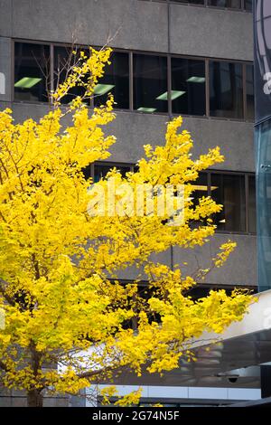 Arbres d'automne dans la rue centrale de la ville, Wellington, Île du Nord, Nouvelle-Zélande Banque D'Images