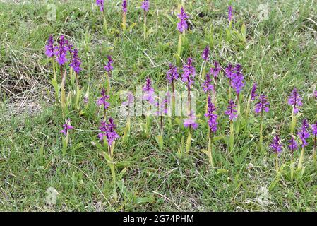 Groupe d'Orchids pourpre tôt ou Orchids de printemps tôt est masculin croissant sur la colline alpine des Alpes françaises Banque D'Images