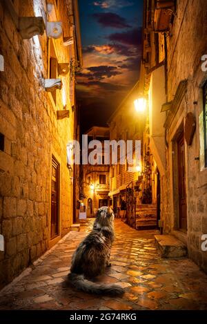 Cat sur la rue de nuit de la vieille ville à Kotor Banque D'Images