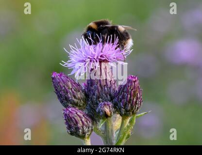 Une abeille Bumble à queue blanche (Bombus lucorum), pollinisation d'une fleur de Thistle Banque D'Images
