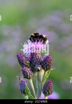 Une abeille Bumble à queue blanche (Bombus lucorum), pollinisation d'une fleur de Thistle Banque D'Images