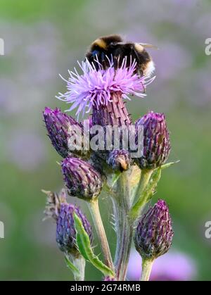 Une abeille Bumble à queue blanche (Bombus lucorum), pollinisation d'une fleur de Thistle Banque D'Images