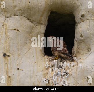 kestrel assis dans le trou dans le rocher Banque D'Images