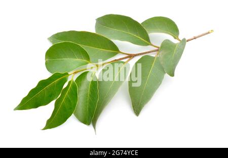 Ligustrum lucidum, le privet à feuilles larges, le privet chinois, le privet brillant ou le privet à feuilles de cire. Isolé sur fond blanc. Banque D'Images