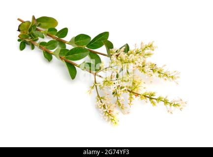 Ligustrum vulgare, privet sauvage, également connu sous le nom de privet commun ou privet européen. Isolé Banque D'Images