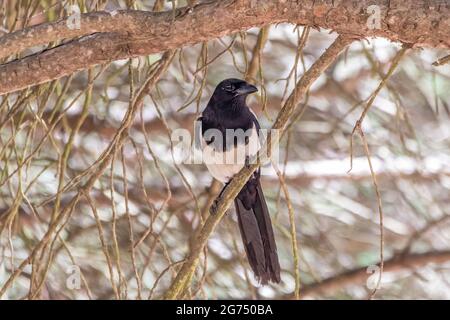 Tarte commune (Pica pica) perchée dans une branche de pin méditerranéen dans le parc national de Donana, Andalousie, Espagne Banque D'Images