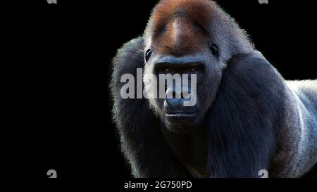 Portrait d'un gorille de Silverback faisant le contact visuel isolé sur un fond noir Banque D'Images