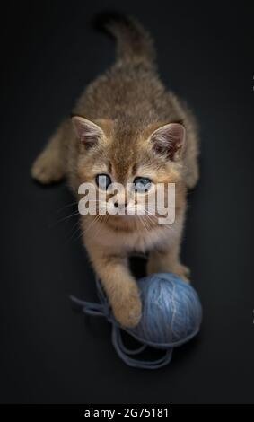 Un chaton britannique à tiques dorées joue avec une balle de fils bleus sur fond noir. Banque D'Images