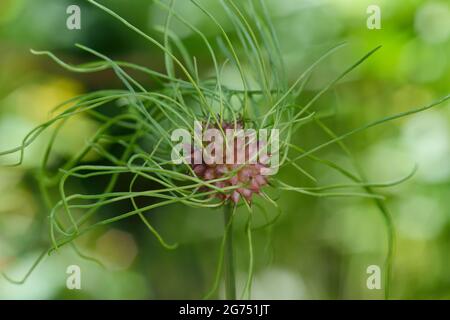 Allium vinale. Boulette d'ail sauvage. Bulbil, bulbel, Angleterre, Royaume-Uni Banque D'Images