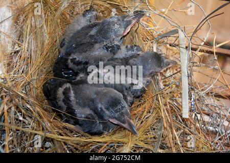 Gros plan de trois nouveaux corneilles indiennes, Corvus splendens éclos dans un nid de paille, focalisation sélective Banque D'Images