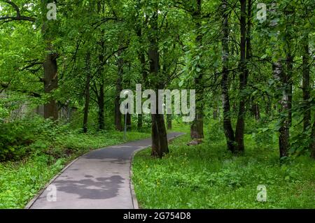 sentier paysagé parmi les arbres du parc, en été Banque D'Images