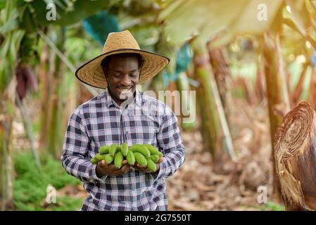 Contenu horticulteur mâle afro-américain en chapeau de paille avec paquet de bananes fraîches debout sur la plantation sur fond flou Banque D'Images