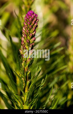 Liatris spicata ‘Kobold’ Banque D'Images